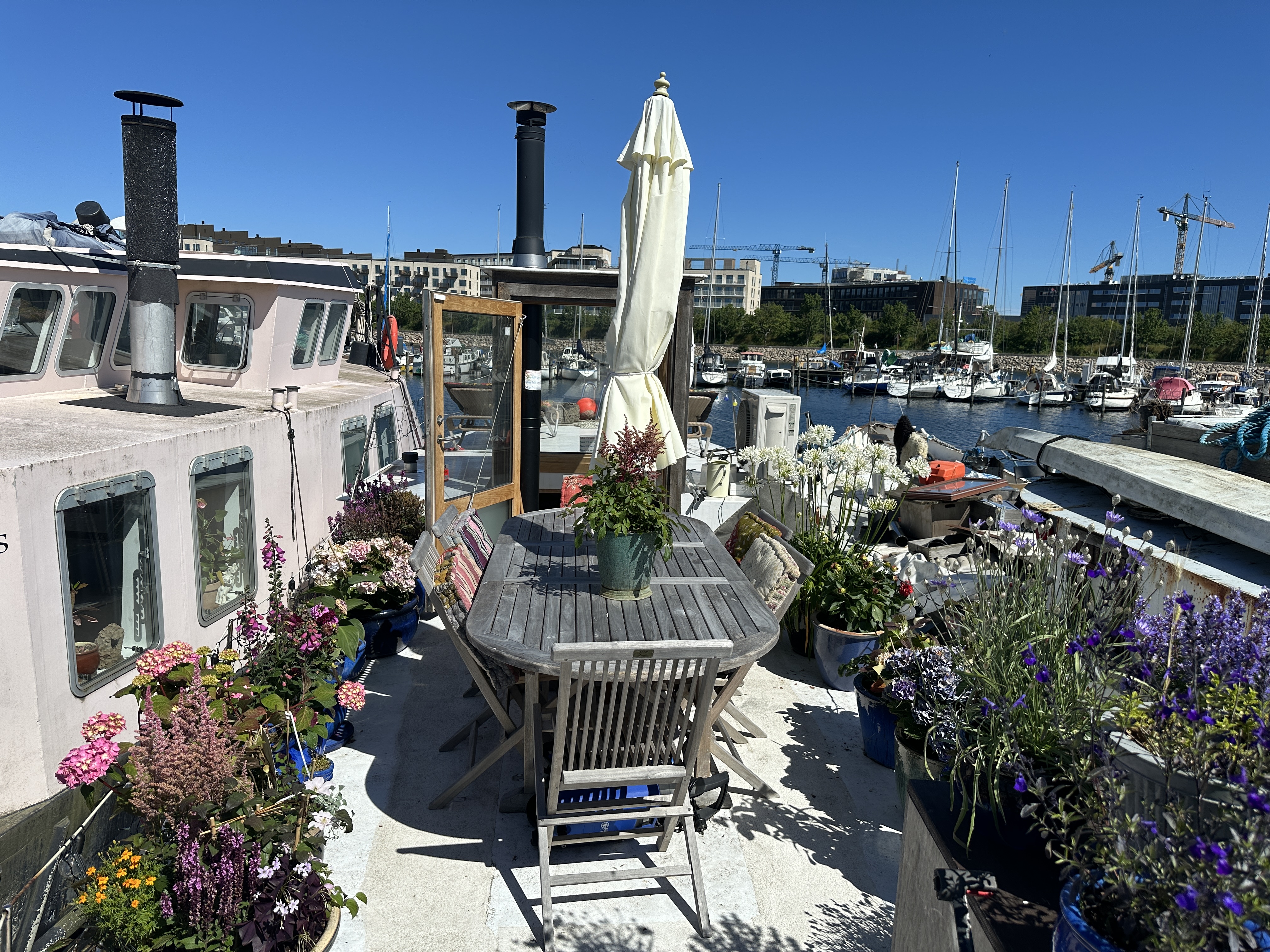 Et træ alene på en mark, blødt himmellys