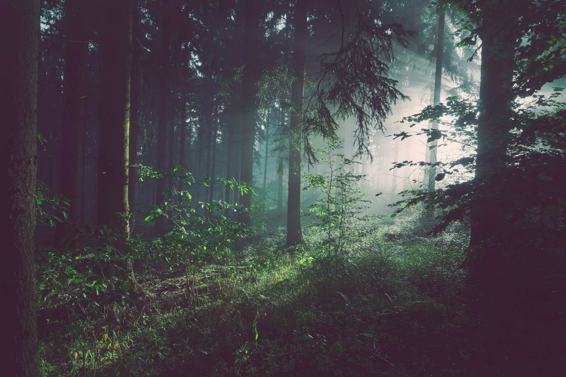 Tåget skov med blødt morgenlys